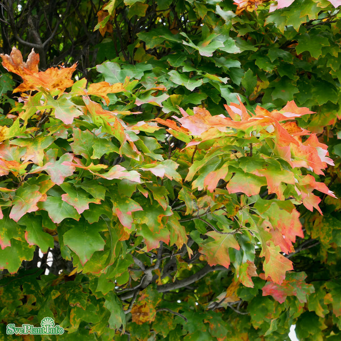 Quercus palustris 'Green Dwarf' Stam C15 150cm