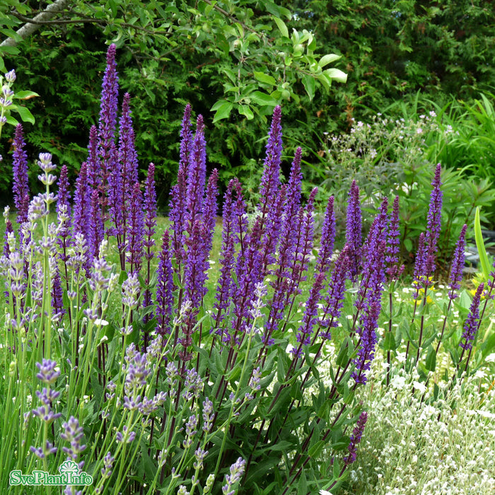 Salvia nemorosa 'Caradonna' A-kval C5
