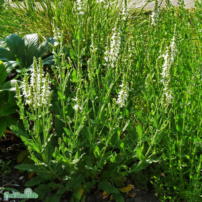 Salvia nemorosa 'Schneehügel' A-kval