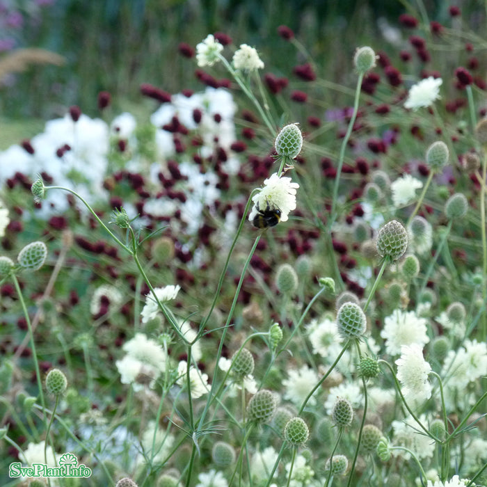 Scabiosa ochroleuca A-kval