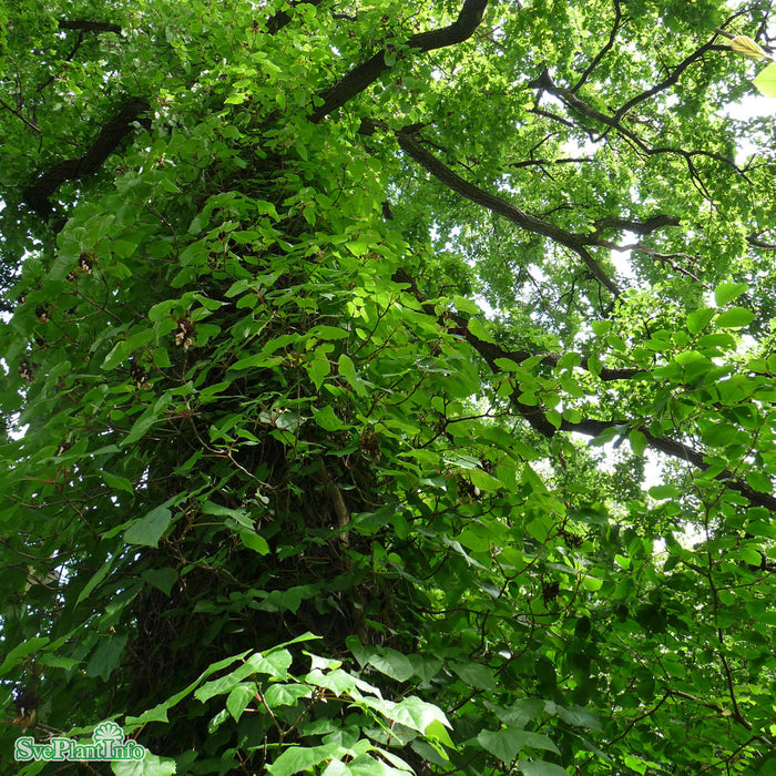 Schizophragma hydrangeoides A-kval C2