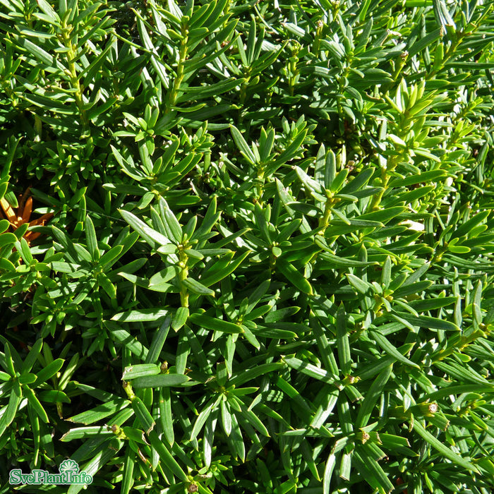 Taxus cuspidata var. nana C2 25-30cm