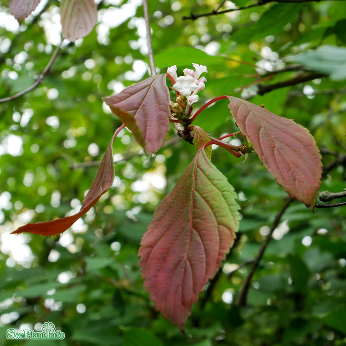 Viburnum farreri Busk C4,6