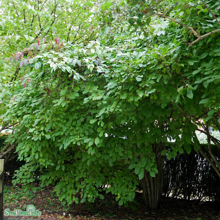 Viburnum farreri Busk C4,6