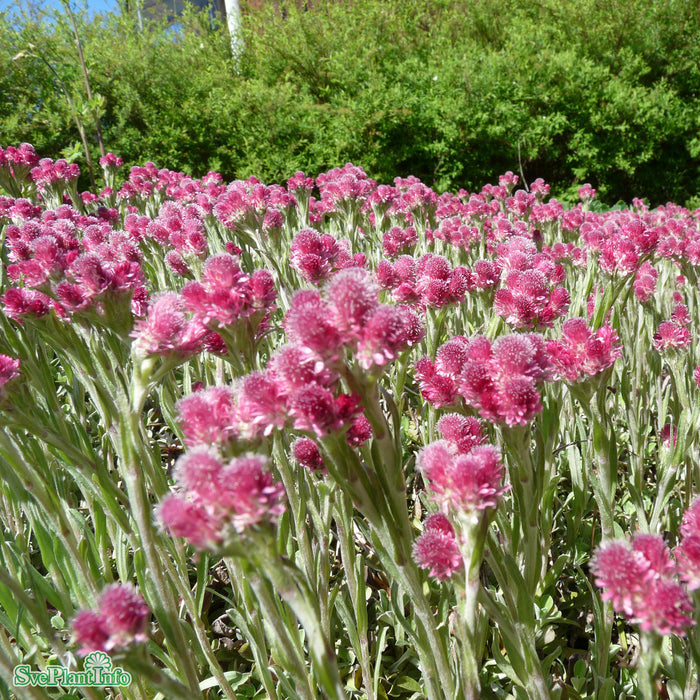 Antennaria dioica 'Rubra' A-kval