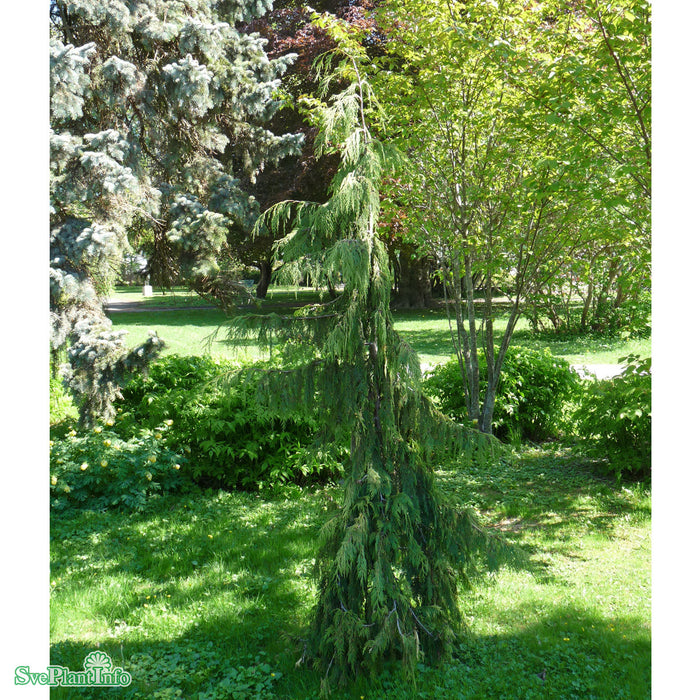 Chamaecyparis nootkatensis 'Pendula' Solitär C35 100-125cm
