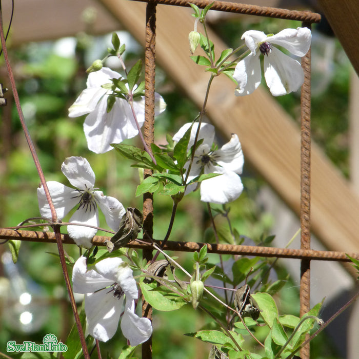 Clematis (Vitic.) 'Alba Luxurians' A-kval C2