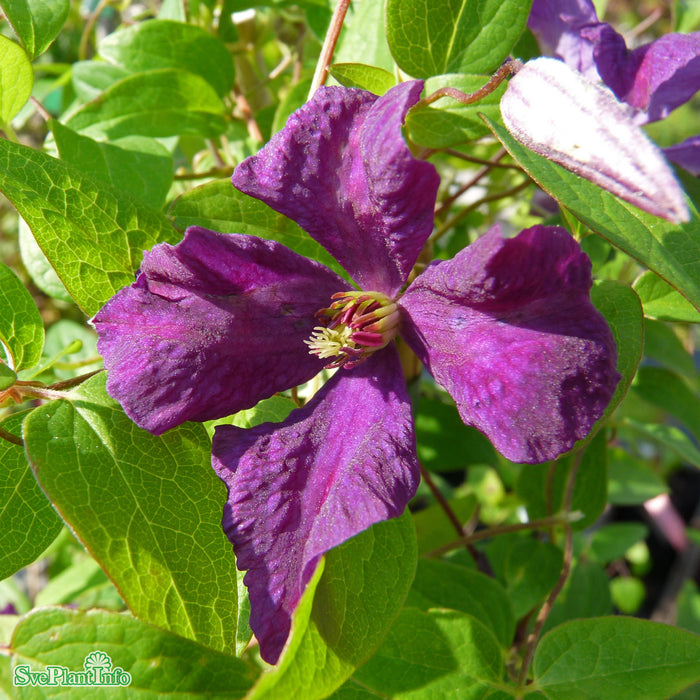 Clematis viticella Polish Spirit C 2