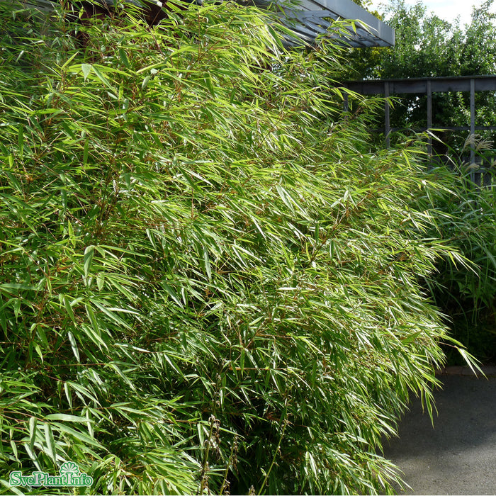 Fargesia murielae 'Simba' Co 50-60cm
