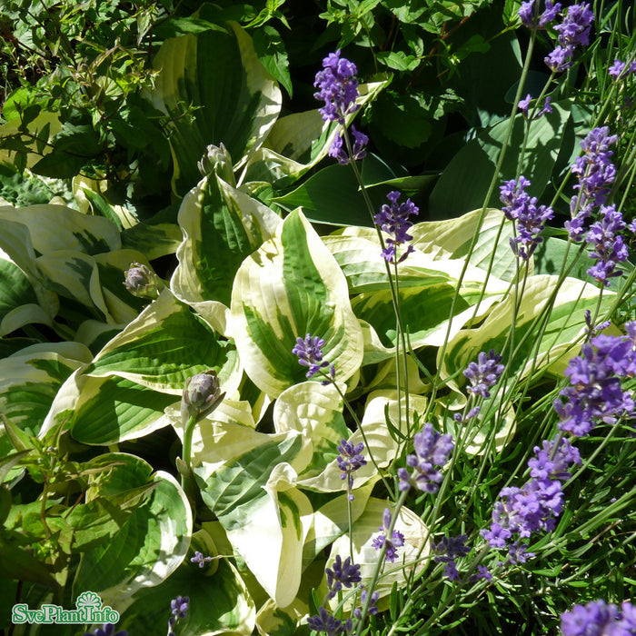 Hosta 'Wide Brim' A-Kval C2