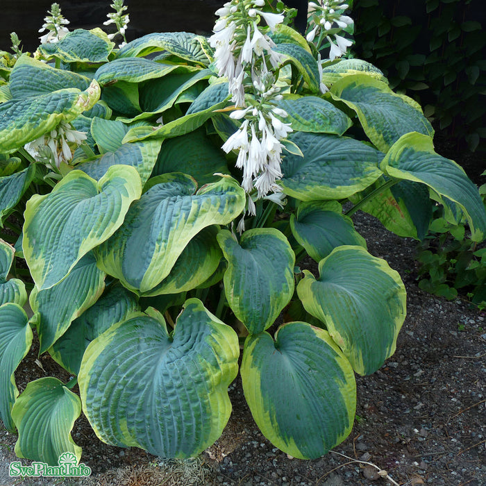Hosta sieboldiana 'Frances Williams' A-kval