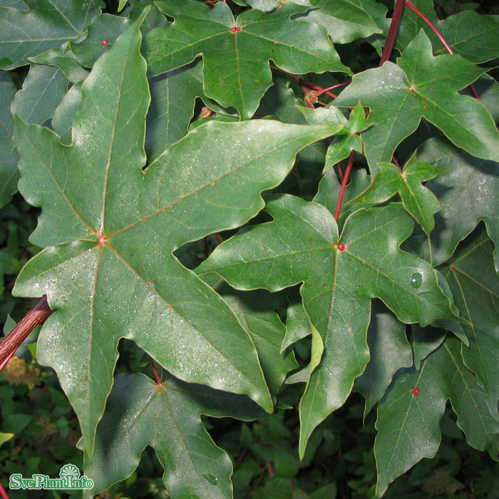 Acer x zoeschense 'Annae' Högstam Kl So 12-14