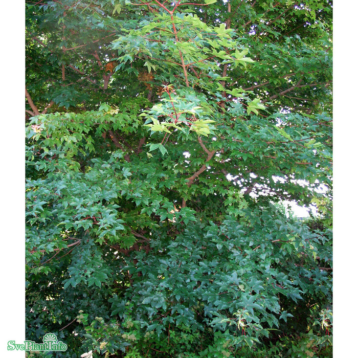 Acer x zoeschense 'Annae' Högstam Kl So 12-14