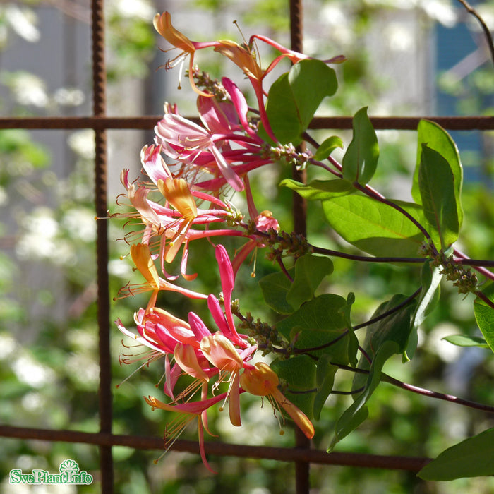 Lonicera heckrottii A-kval C2