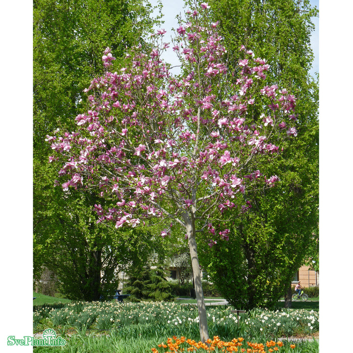 Magnolia 'Galaxy' C16,5