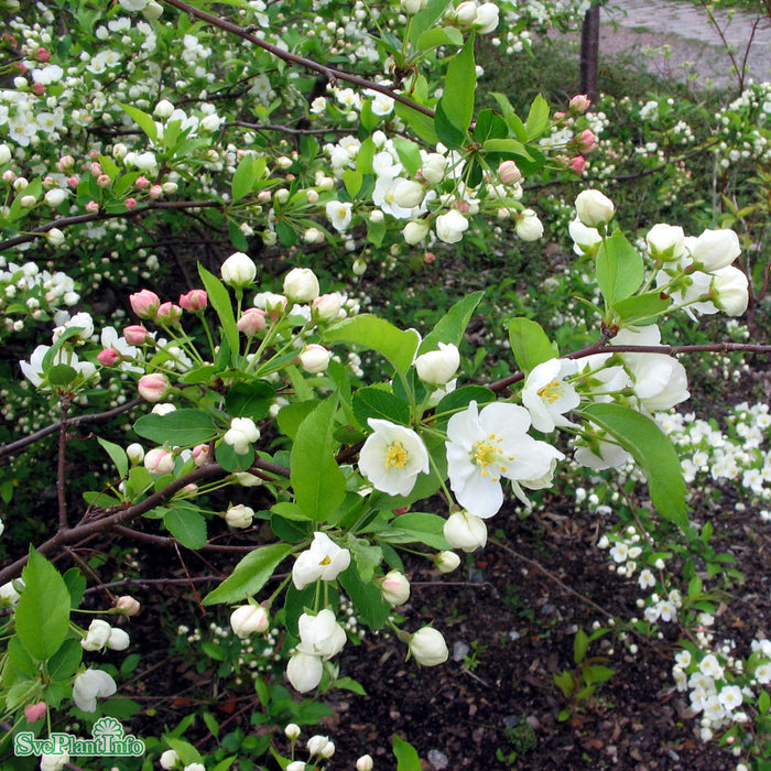 Malus sargentii Busk C3