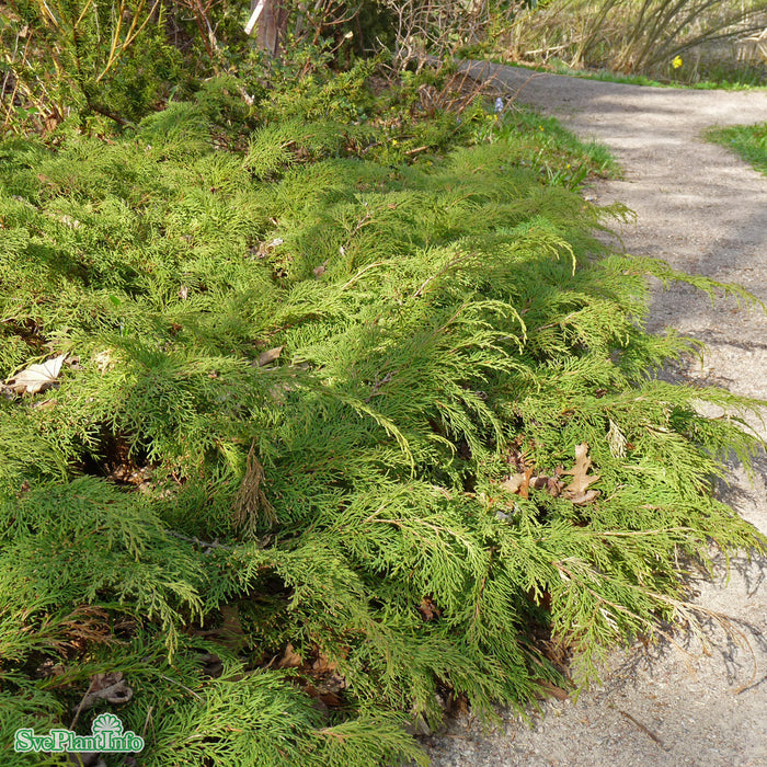 Microbiota decussata 30-40