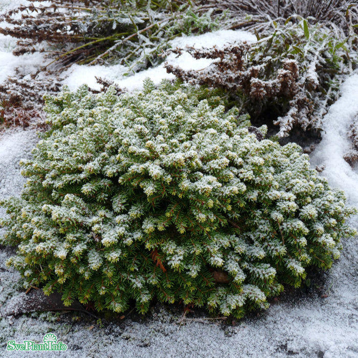Picea abies 'Little Gem' C3,7 25-30cm