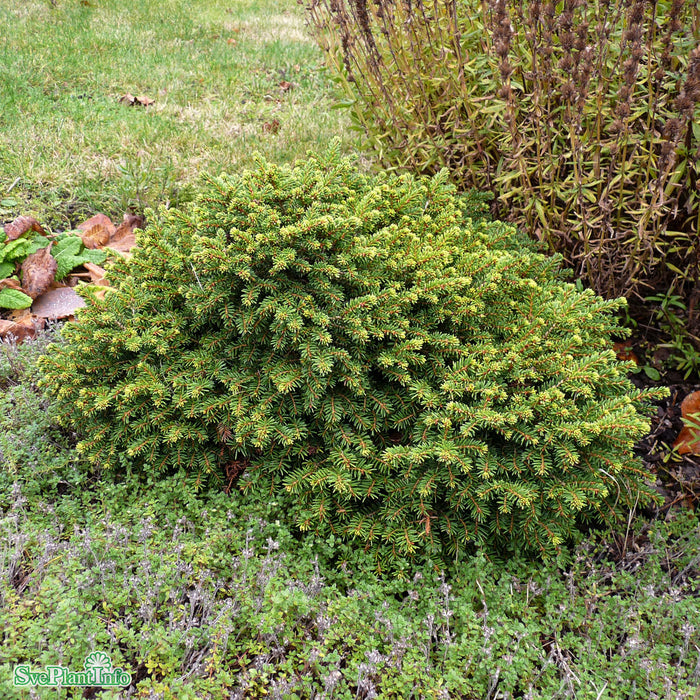 Picea abies 'Little Gem' Stam C10 40cm