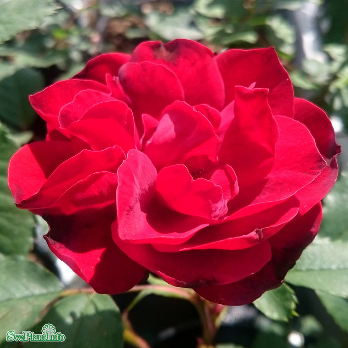 Rosa 'Hope For Humanity' A kval C4