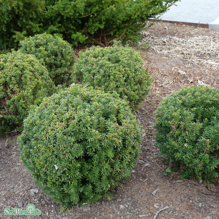 Taxus cuspidata var. nana C2 25-30cm