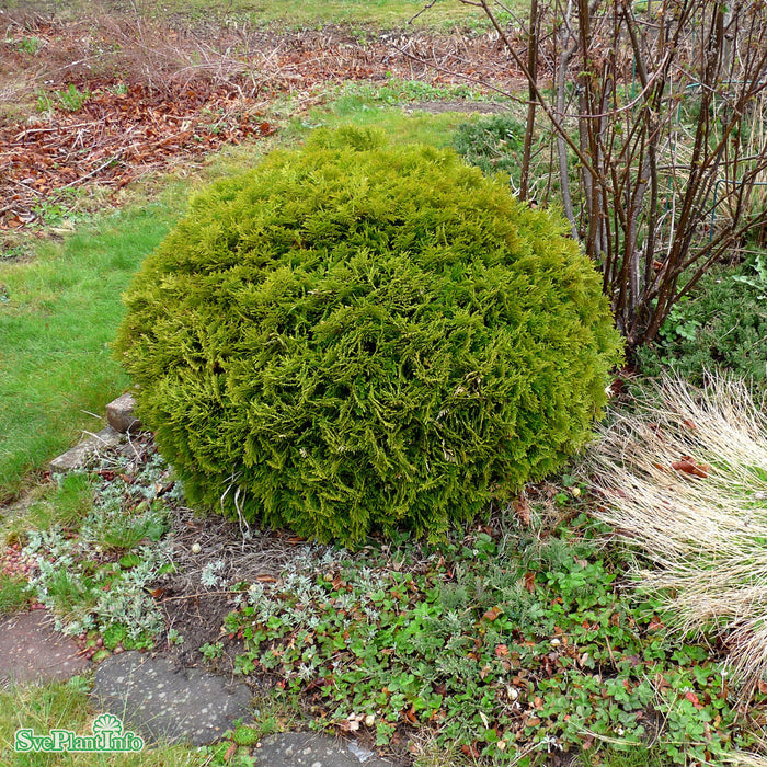 Thuja occidentalis 'Danica' C12 40-50cm