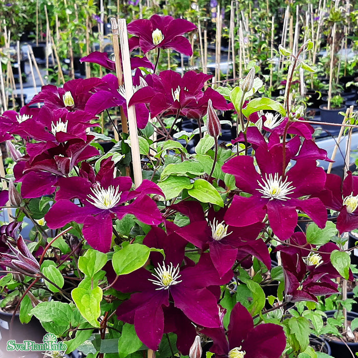 Clematis (TS) 'Warszawska Nike' A-kval C2