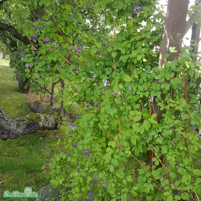 Clematis viticella A-kval C2