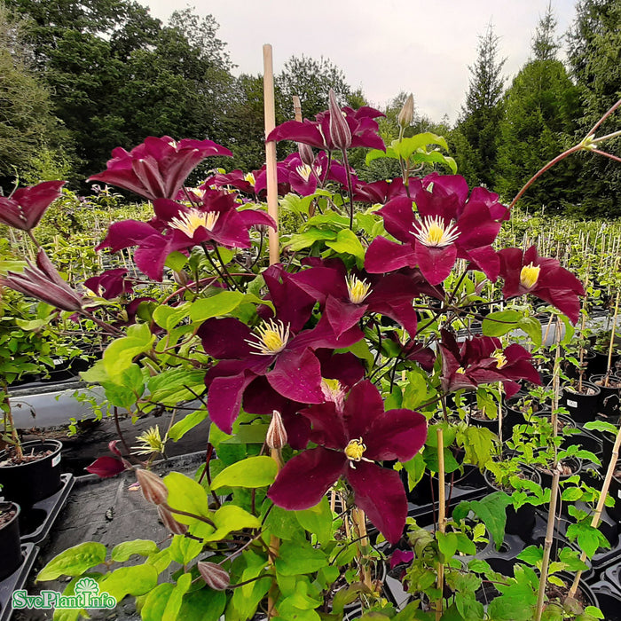 Clematis (TS) 'Warszawska Nike' A-kval C2