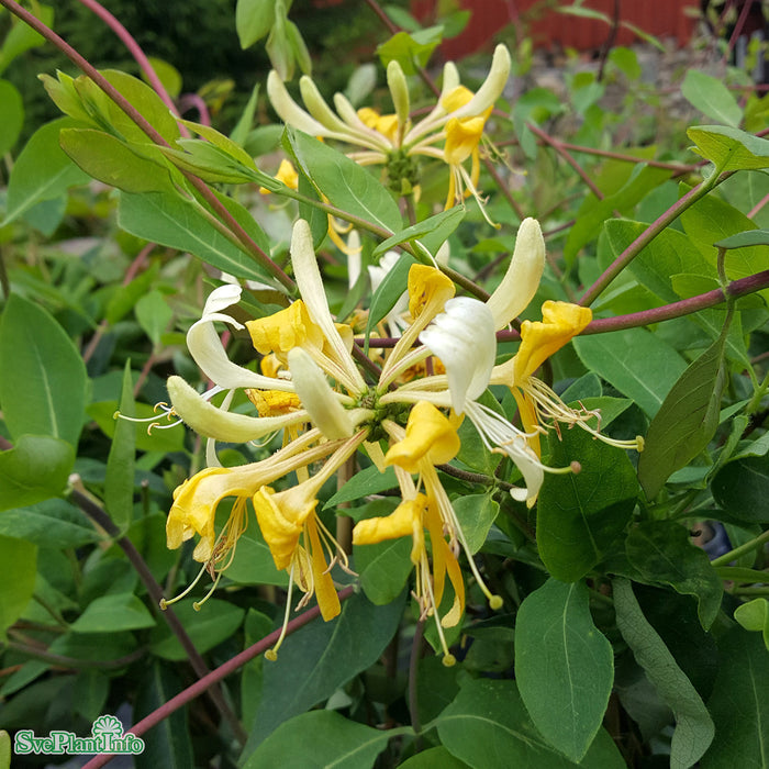 Lonicera periclymenum 'Loly' A-kval C2