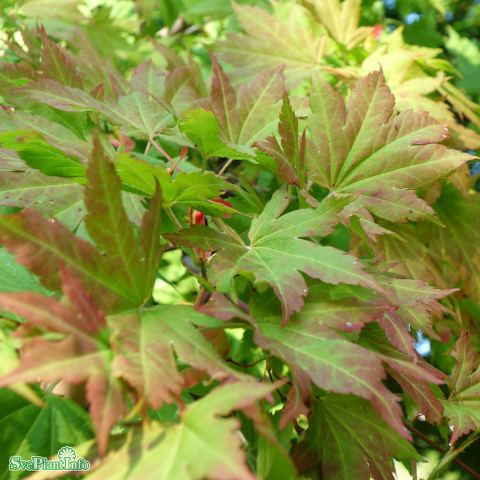 Acer x pseudosieboldianum 'North Wind' C4,5 40-50cm