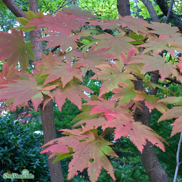 Acer x pseudosieboldianum 'North Wind' C4,5 40-50cm