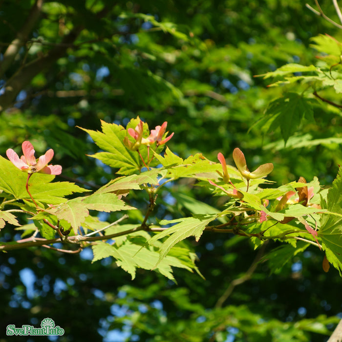 Acer x pseudosieboldianum 'North Wind' C4,5 40-50cm
