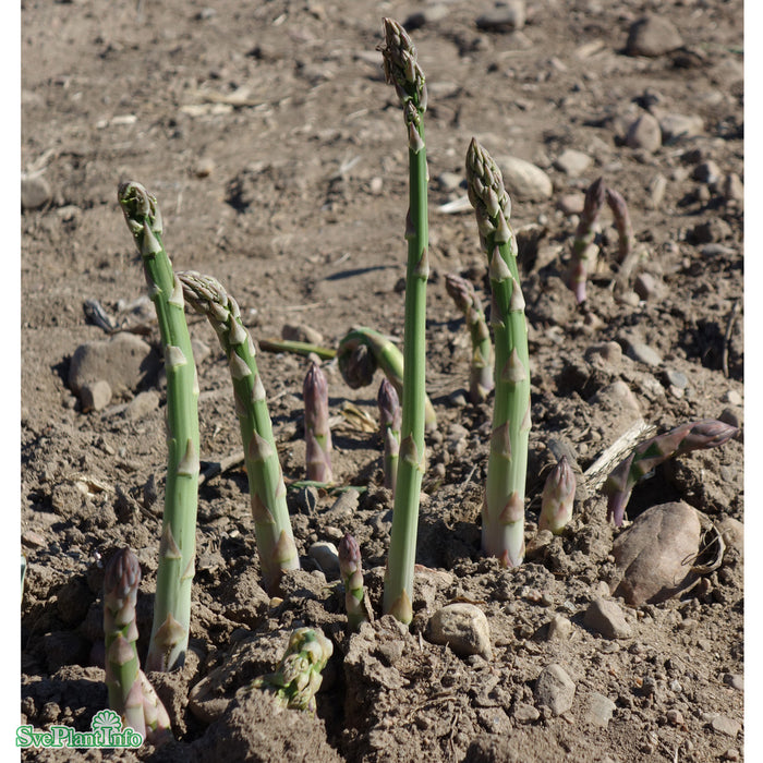 Asparagus officinalis 'Gijnlim' A-kval C2