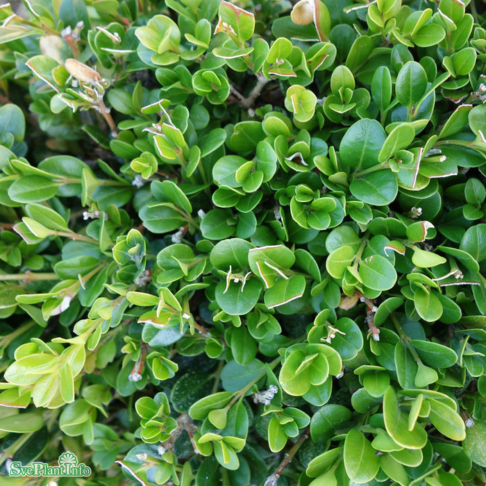 Buxus microphylla 'Faulkner' Klotform C 60-70cm