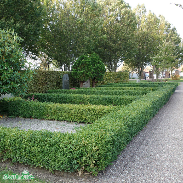 Buxus sempervirens Klotform C40 60-65cm