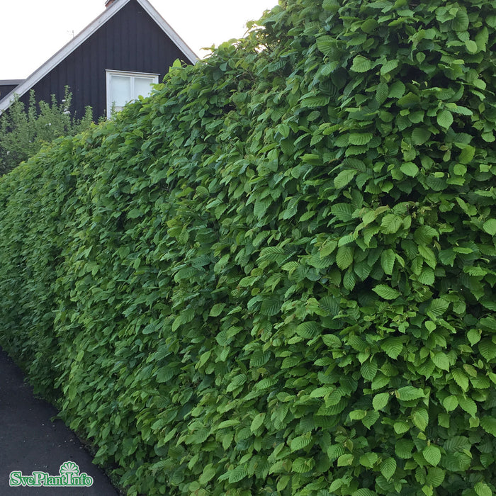 Carpinus betulus Stam C70 200cm So 14-16cm