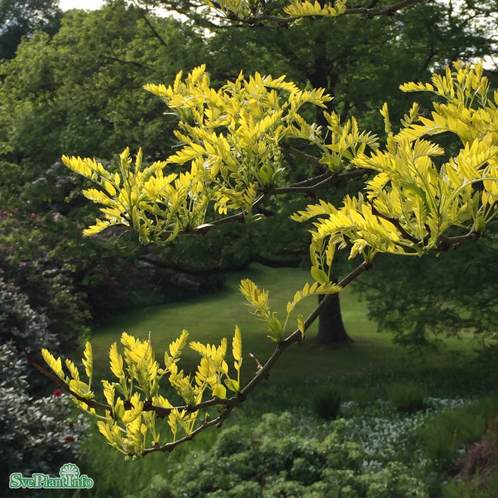 Gleditsia triacanthos 'Sunburst' Högstam So 10-12