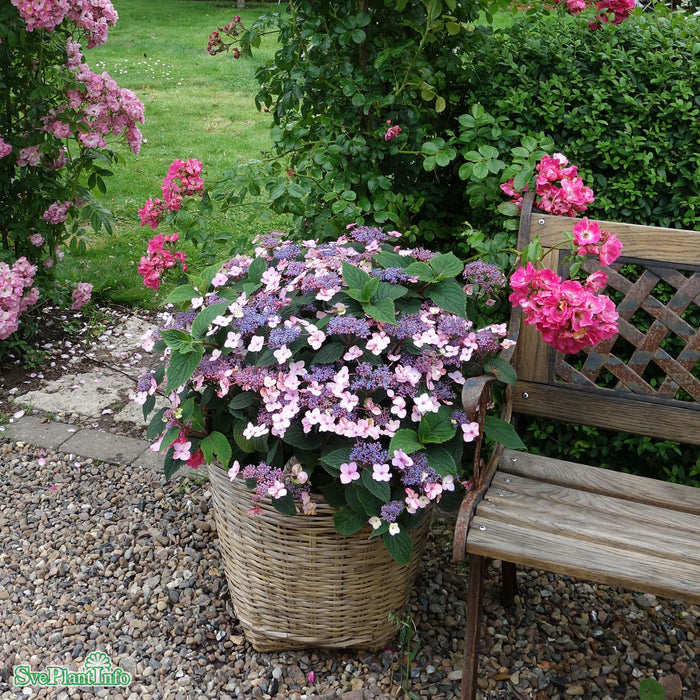 Hydrangea serrata Lamona E Busk C5