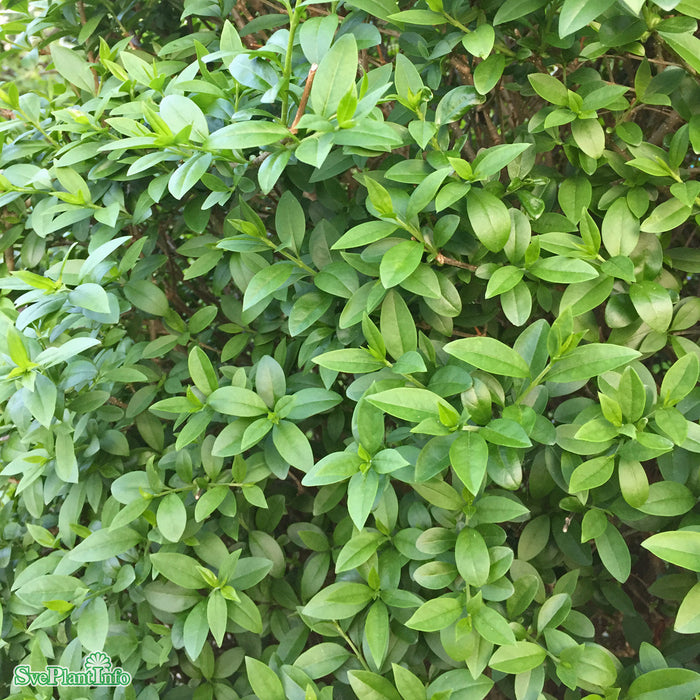 Ligustrum vulgare var. italicum 'Atrovirens' C12 100-125cm