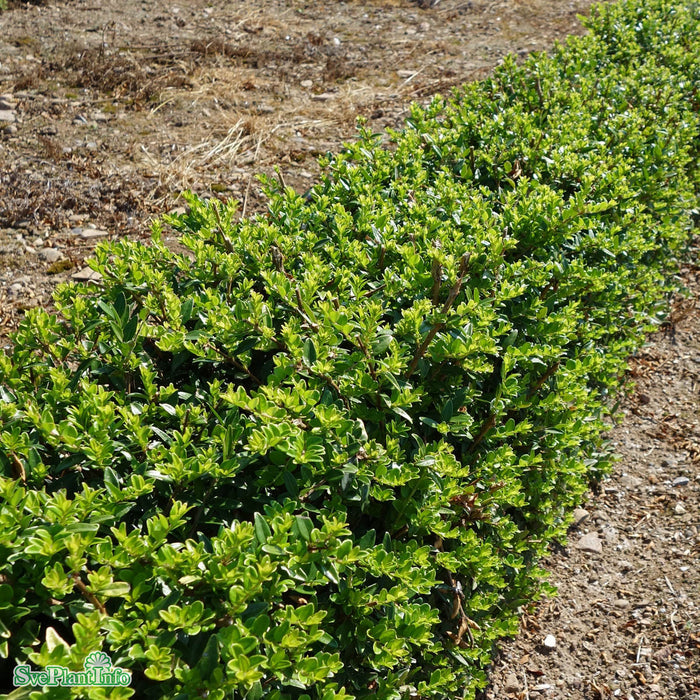 Lonicera nitida 'Maigrün' C2