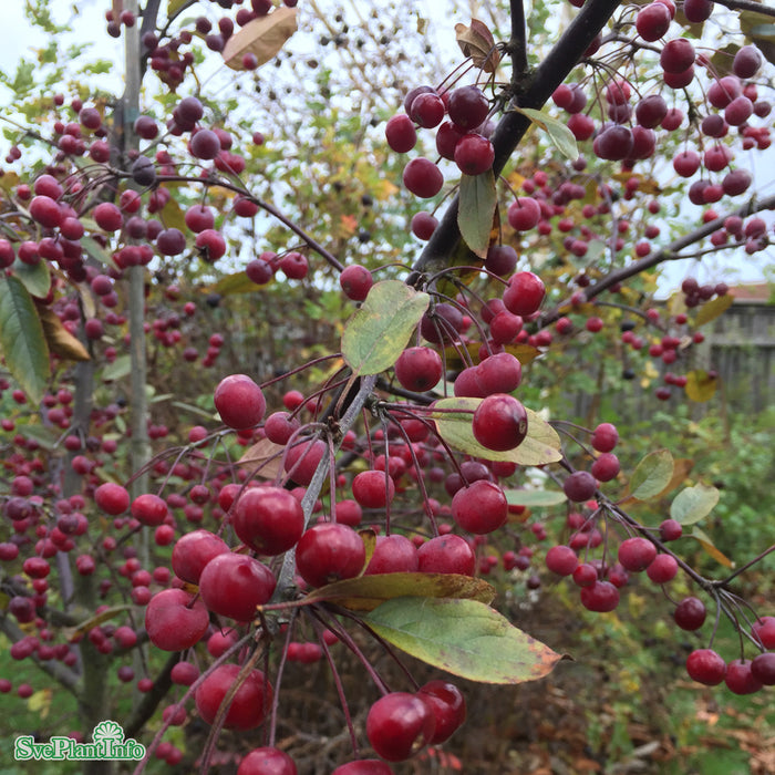 Malus (Purpurapel) 'Stenström' E Stam 90-110cm Co