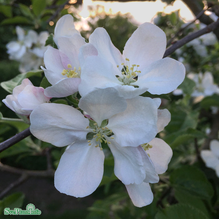 Malus domestica 'Aroma' E A2 Stam Kl 5-6 år