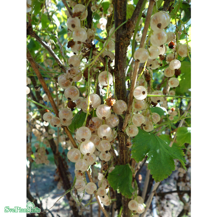 Ribes (Vita Vinbär) 'Lepaan Valkea' C3,5
