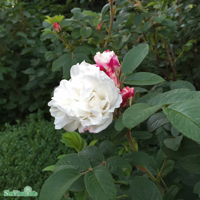 Rosa rugosa 'Louise Bugnet' Busk C3,5