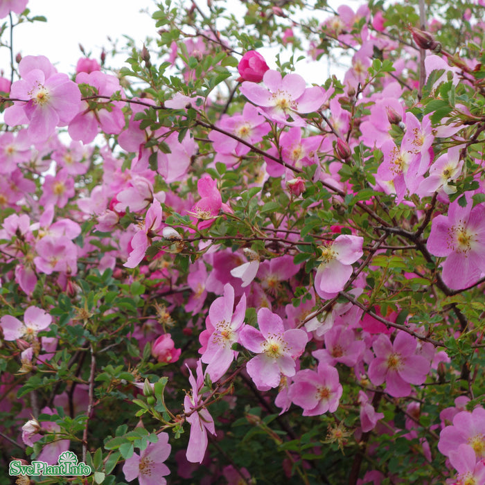 Rosa 'Professor Fagerlind' Rotäkta A-kval C3,5