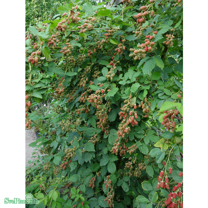 Rubus fruticosus 'Navaho' C5