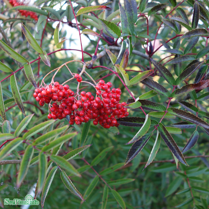 Sorbus commixta 'Carmencita' Busk C7,5 80-100cm