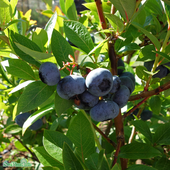 Vaccinium corymbosum 'Roxy Blue' C2