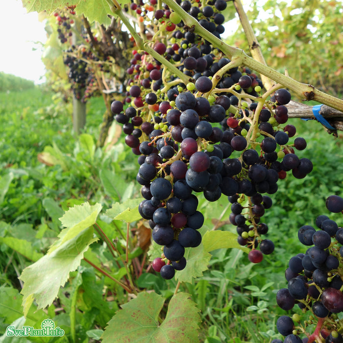 Vitis 'Rondo' A-kval C2